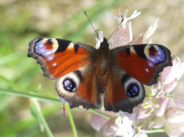 Tagpfauenauge