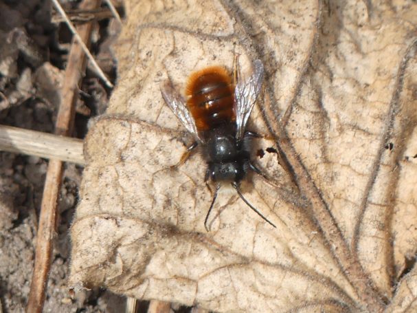 Gehörnte Mauerbiene