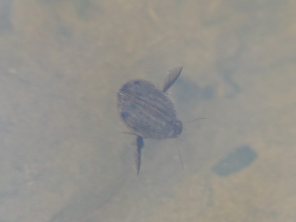 Gemeiner Furchenschwimmer