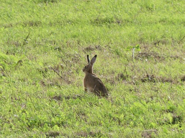 Feldhase