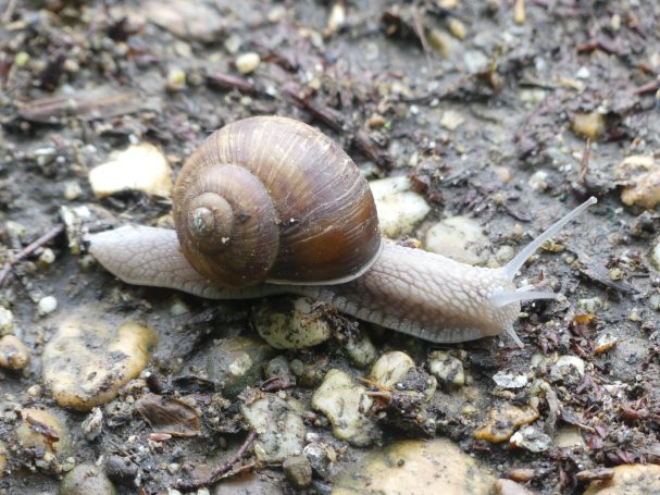 Weinbergschnecke