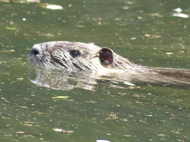 Nutria