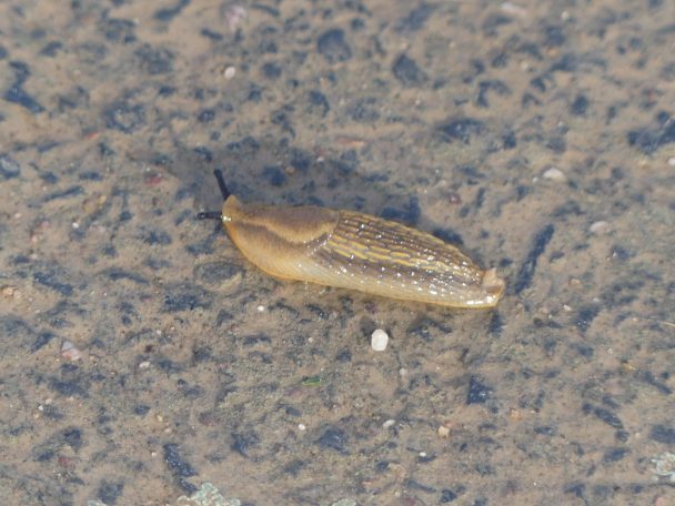 Gemeine Wegschnecke